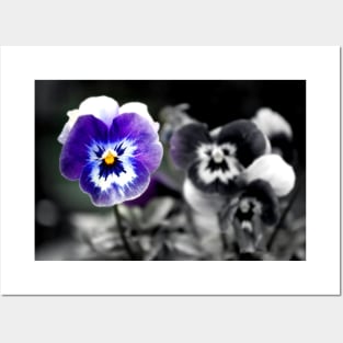 Blue Pansy Pansies Violas Summer Flowers Posters and Art